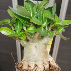 アデニウム,アデニウム アラビカム,多肉植物,観葉植物,ガーデニングの画像