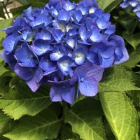アジサイ,五月晴,目玉おやじ✨,この漢字読めますか？の画像
