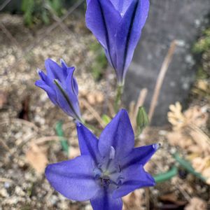 トリテレイア(ブローディア),我が家の花壇の画像