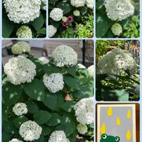 アジサイ,アナベル,ミョウガ,紫陽花 アジサイ あじさい,今日のお花の画像