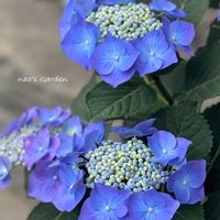 カシワバアジサイ,恋心,紫陽花 未来,アジサイ カメレオン,꒰ღ˘◡˘ற꒱かわゅ~の画像