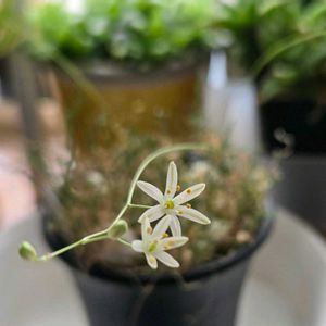 オーニソガラム,縮れ玉,オーニソガラム　ちぢれ玉,多肉植物,多肉多肉多肉の画像