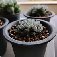 オブツーサ,ハオルチア,多肉植物,交配,ハオルチア属の画像