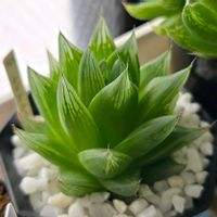 ハオルチア,レイトニー,多肉植物,ハオルチア属,多肉多肉多肉の画像