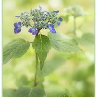 アジサイ,山紫陽花,山紫陽花　紫水晶,山野草,我が家の庭の画像