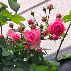 ポンポネッラ,ポンポネッラ,地植え,つるバラの画像