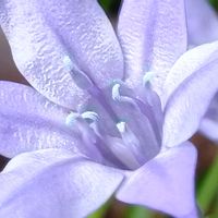 トリテリア,トリテリア(姫アガパンサス),花のある暮らし,大事に育てたい,キュンキュン乙女倶楽部の画像