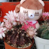 アジサイ,緋花玉,牡丹玉,アジサイのおまじない,サボテン科の画像
