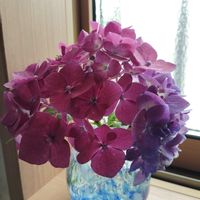 アジサイの画像