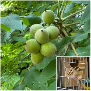 オニグルミ,お散歩,植中毒,スマホ撮影,万博記念公園の画像
