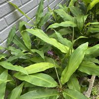 ミョウガ,今日のお花,キュンキュン乙女倶楽部,GSミニモニ。,たにおたくらぶの画像