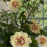 花のある暮らし,お出かけ先の画像
