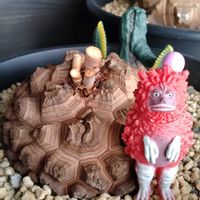 プルメリア,亀甲竜,白牛殿,ガステリア,ウルトラマン怪獣の画像