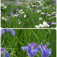ハナショウブ,花散歩,OLYMPUS,ミラーレス一眼,青い花マニアの画像