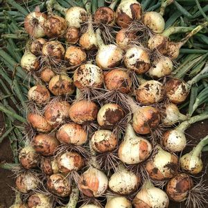 玉ねぎ,ももえ,サカタのタネ,無農薬栽培,実りに感謝の画像