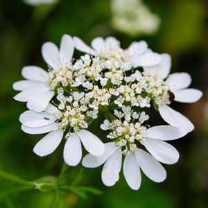 オルレア,おうち園芸,GS7年目,広い庭,庭の画像