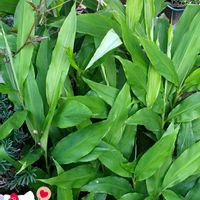 ミョウガ,プランター栽培,薬味,茗荷,今日のお花の画像