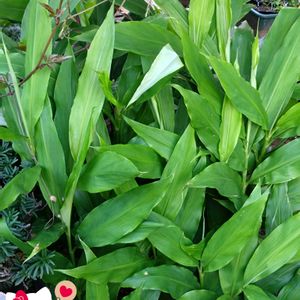 ミョウガ,プランター栽培,薬味,茗荷,今日のお花の画像