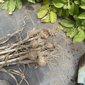 多肉植物,珍奇植物,多肉女子,にんにく植えよう会,⊂( ・________・ )⊃の畑の画像