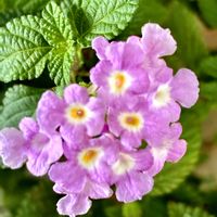 ランタナ,七変化,コバノランタナ,ランタナ七変化,鉢植えの画像