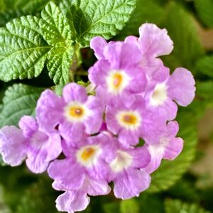 ランタナ,七変化,コバノランタナ,ランタナ七変化,鉢植えの画像