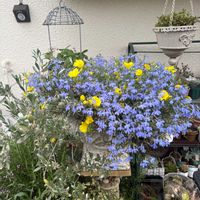 コンボルブルス,コンボルブルス,ロベリアスカイフォール,ロベリア スカイフォール,カリロファスサニーチャーブの画像