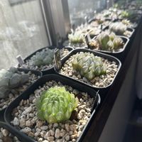 オブツーサ,ハオルチア,多肉植物,ハオルチア属,軟葉系ハオルチアの画像