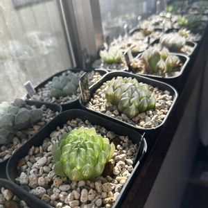 オブツーサ,ハオルチア,多肉植物,ハオルチア属,軟葉系ハオルチアの画像