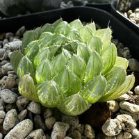 ハオルチア,ハオルチア ピクツラータ N1 選抜タイプ,多肉植物,ハオルチア属,軟葉系ハオルチアの画像