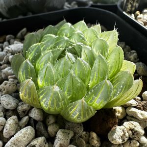 ハオルチア,ハオルチア ピクツラータ N1 選抜タイプ,多肉植物,ハオルチア属,軟葉系ハオルチアの画像