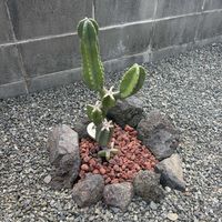 柱サボテン[ブランチ],柱サボテン[ブランチ],男前,柱サボテン ブランチ,庭の画像
