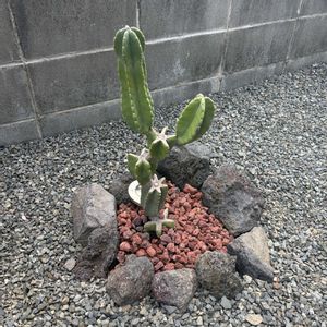 柱サボテン[ブランチ],柱サボテン[ブランチ],男前,柱サボテン ブランチ,庭の画像