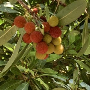 クチナシ,クチナシ,キョウチクトウ,キョウチクトウ,ヤマモモの画像