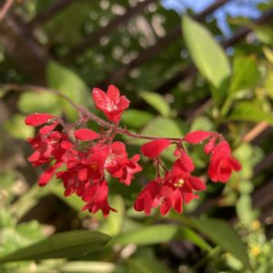 季節の花,ツボサンゴ,花のある暮らし,小さな庭の画像