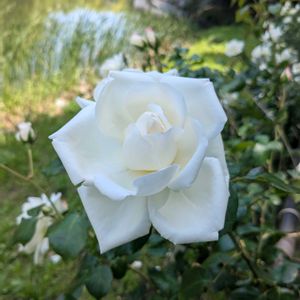 バラ,浜名湖ガーデンパーク♡,大人の着せ替え人形,薔薇♪,浜名湖ガーデンパークの画像