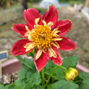 ミニダリア,植えっぱなし,花いろいろ,おうち園芸,テラスの画像