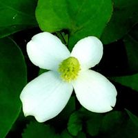 ドクダミ,新緑の季節,山の遅い春,山梨の家,庭の画像