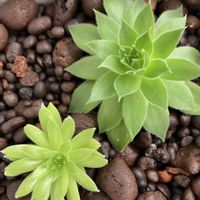 エケベリア,センペル,多肉植物,かわいい♡の画像