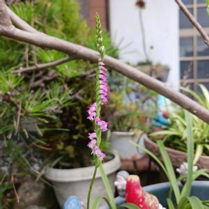 ネジバナ,多肉寄せ植え,玄関前の画像