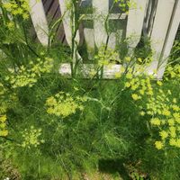 オレガノ,ネモフィラ,フェンネルの画像