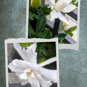 クチナシの画像