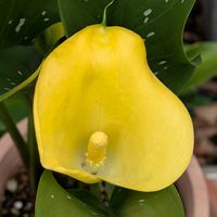 アルストロメリア,カラー,庭の花の切り花,花のある暮らし,毎年ありがとうの画像