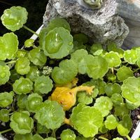 グラジオラス,ウォーターマッシュルーム,紫陽花　万華鏡,紫陽花マジカル,紫陽花の挿し芽の画像