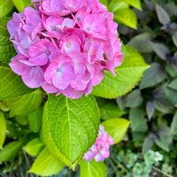 アナベル,紫陽花 アジサイ あじさい,花のある暮らし,緑のある暮らしの画像