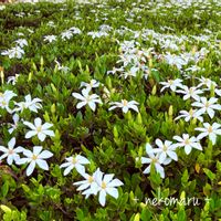 クチナシ,いい香り,白い花,お出かけ先にて,癒しのひと時の画像