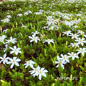 クチナシ,いい香り,白い花,お出かけ先にて,癒しのひと時の画像