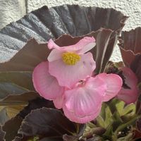 ベゴニア,プランター,ベランダの画像