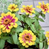ジニア,ジニアプロフュージョン,開花,夏の花,花のある暮らしの画像