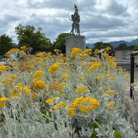 アガパンサス,シロタエギク,かわいい,きれい,花のある暮らしの画像