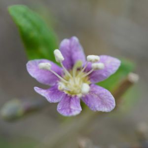 クコ,クコのお花,ゴジベリー（枸杞）,果実,自生の画像